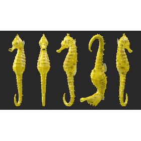 Slender Seahorse Hippocampus Reidi 3D model